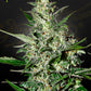 Green House Graine Auto - Super Critical Auto