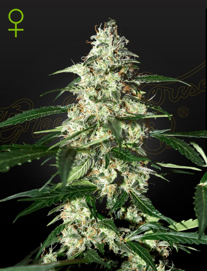 Green House Graine Auto - Skunk