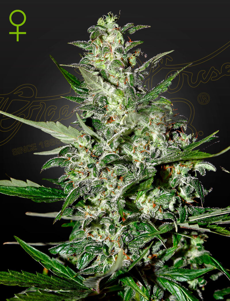 Green House Graine Auto - Super Critical Auto